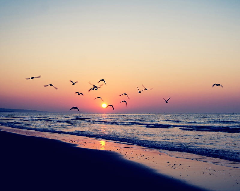 Evening Seaside, beach, birds, fly, ocean, purple landscape, sand, sky, sunset, waves, HD wallpaper