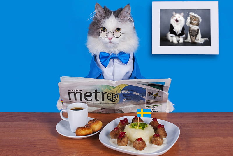 Cat, funny, metro, newspaper, reading, HD wallpaper
