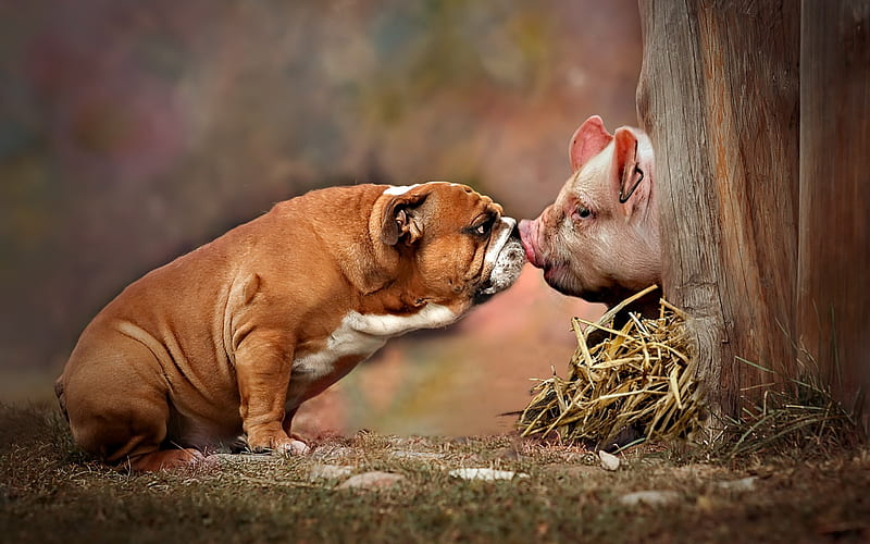 American Bulldog, Piglet, Farm, Friendship Concepts, Fat Dog, Dog and Pig, HD wallpaper