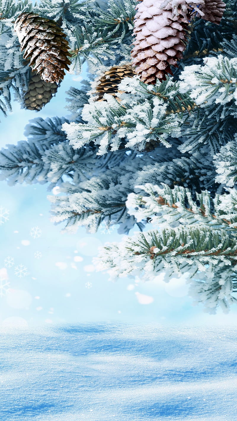 Pine Branch branch, cone nature, pine, snow, HD phone wallpaper | Peakpx