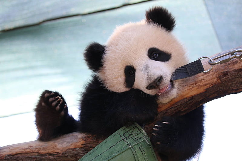 Panda cub, bear, cub, panda, animal, HD wallpaper | Peakpx