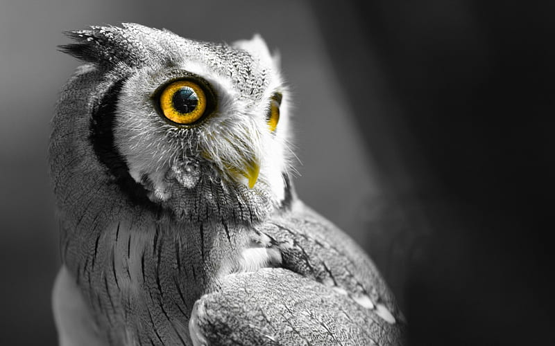Owl, pasare, black, yellow eyes, bufnita, bird, feather, gris, white, HD wallpaper