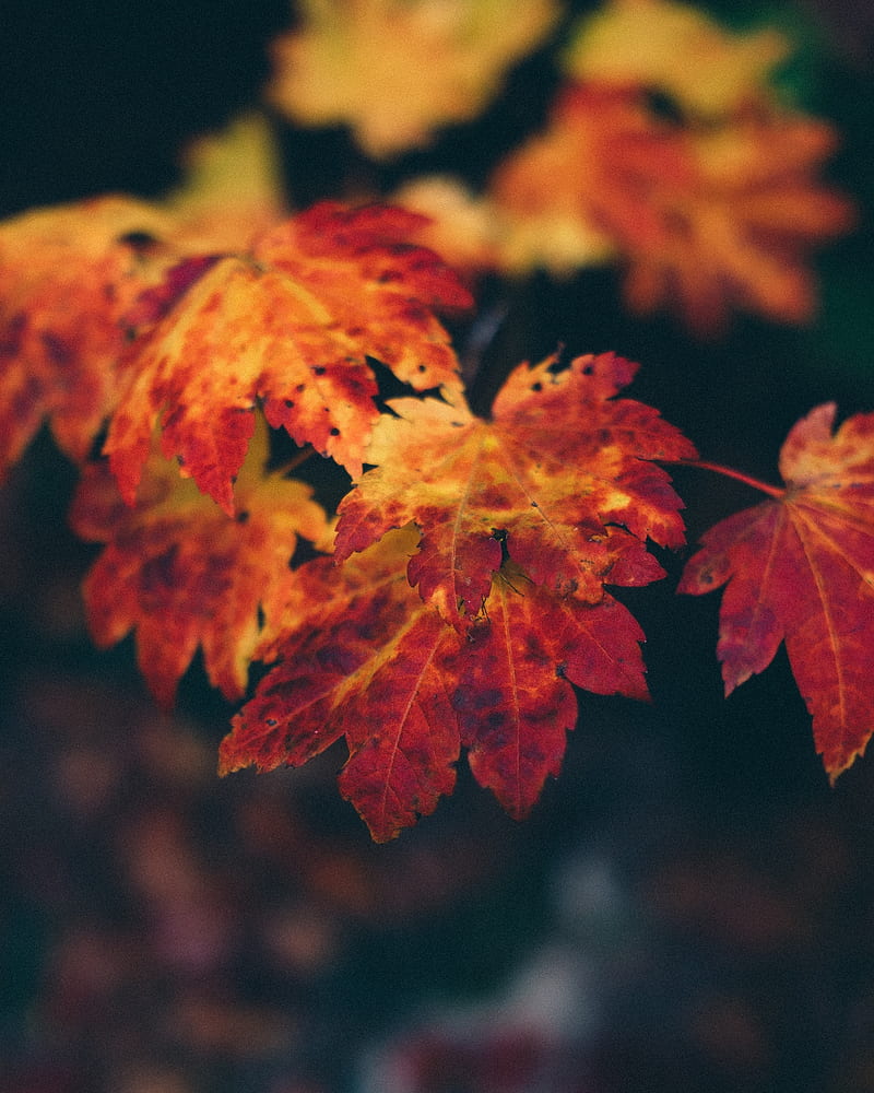 nature, trees, leaves, fall, HD phone wallpaper