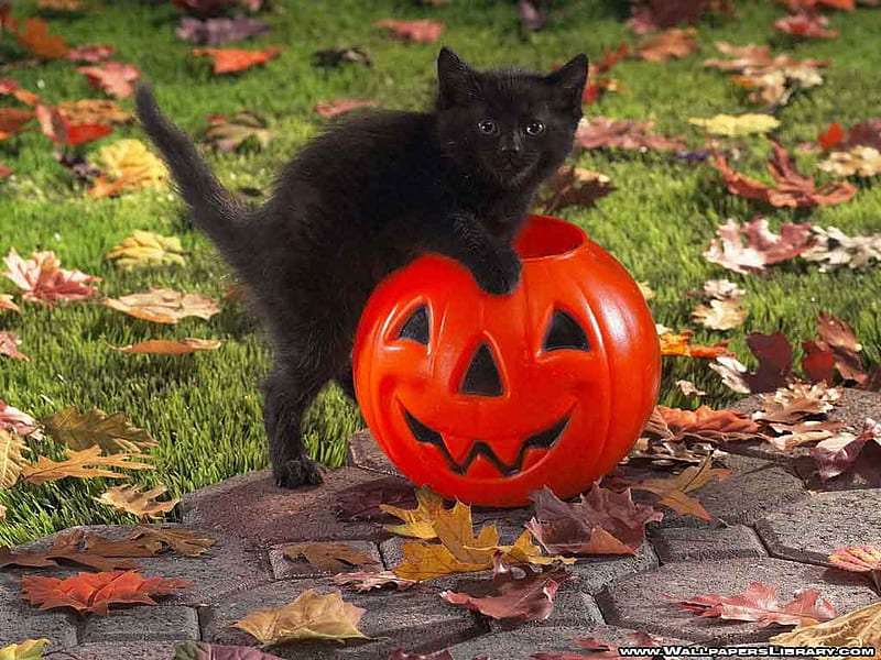Halloween kitten, pet, halloween, carving, pumpkin, face, black kitten, cat, HD wallpaper