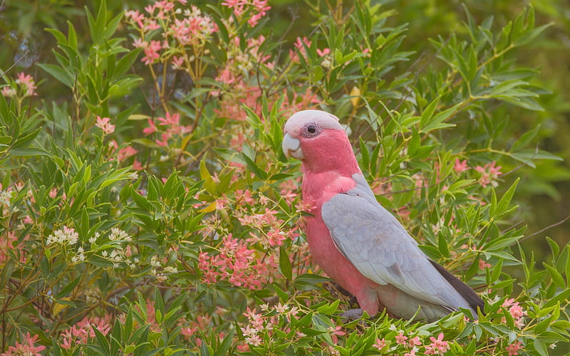 Galah, rose-breasted cockatoo, pink parrot, beautiful pink bird, Australia, galah cockatoo, roseate cockatoo, parrot, HD wallpaper