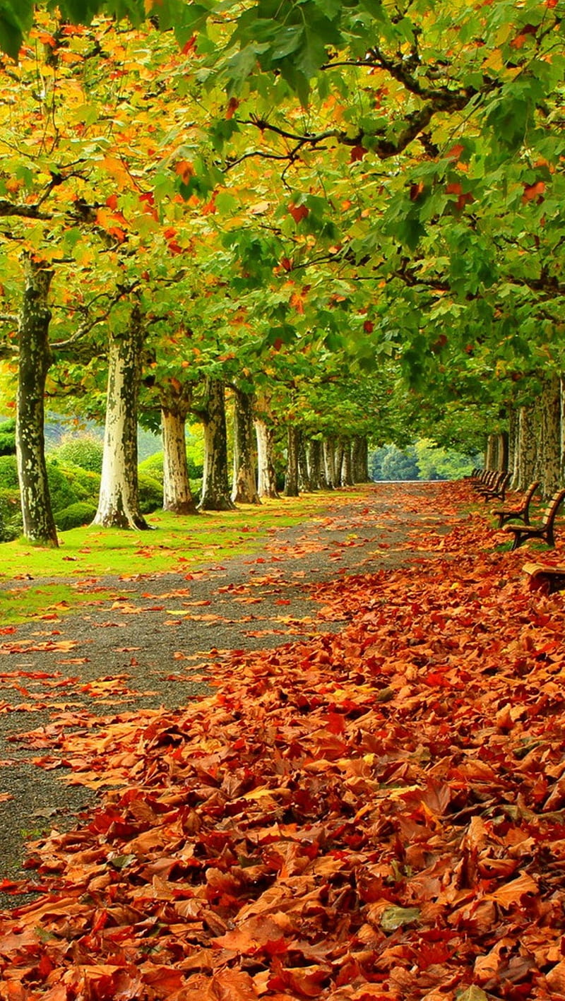 Autumn, fall, garden, leaves, HD phone wallpaper