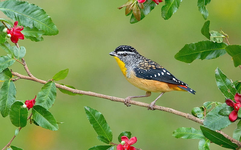 pardalotus dotted baby, australia, HD wallpaper