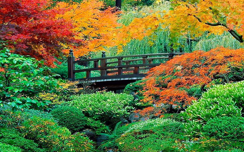 Persimmon In Autumn Colors And Bridge, Fall, Trees, Bridge, Forests, Colors, bonito, Autumn, HD wallpaper