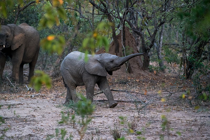 black young elephant walking beside the trees, HD wallpaper