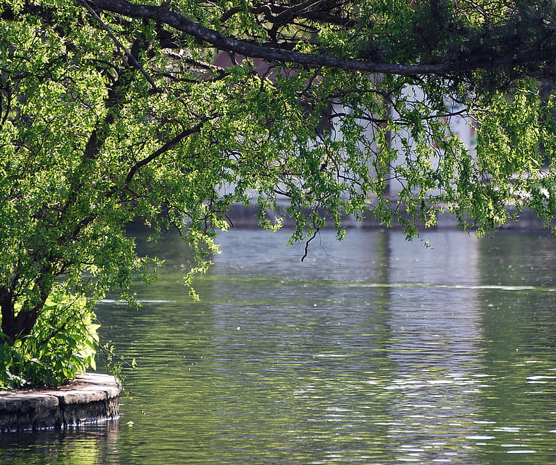 Central Park, green, lake, summer, travel, water, HD wallpaper
