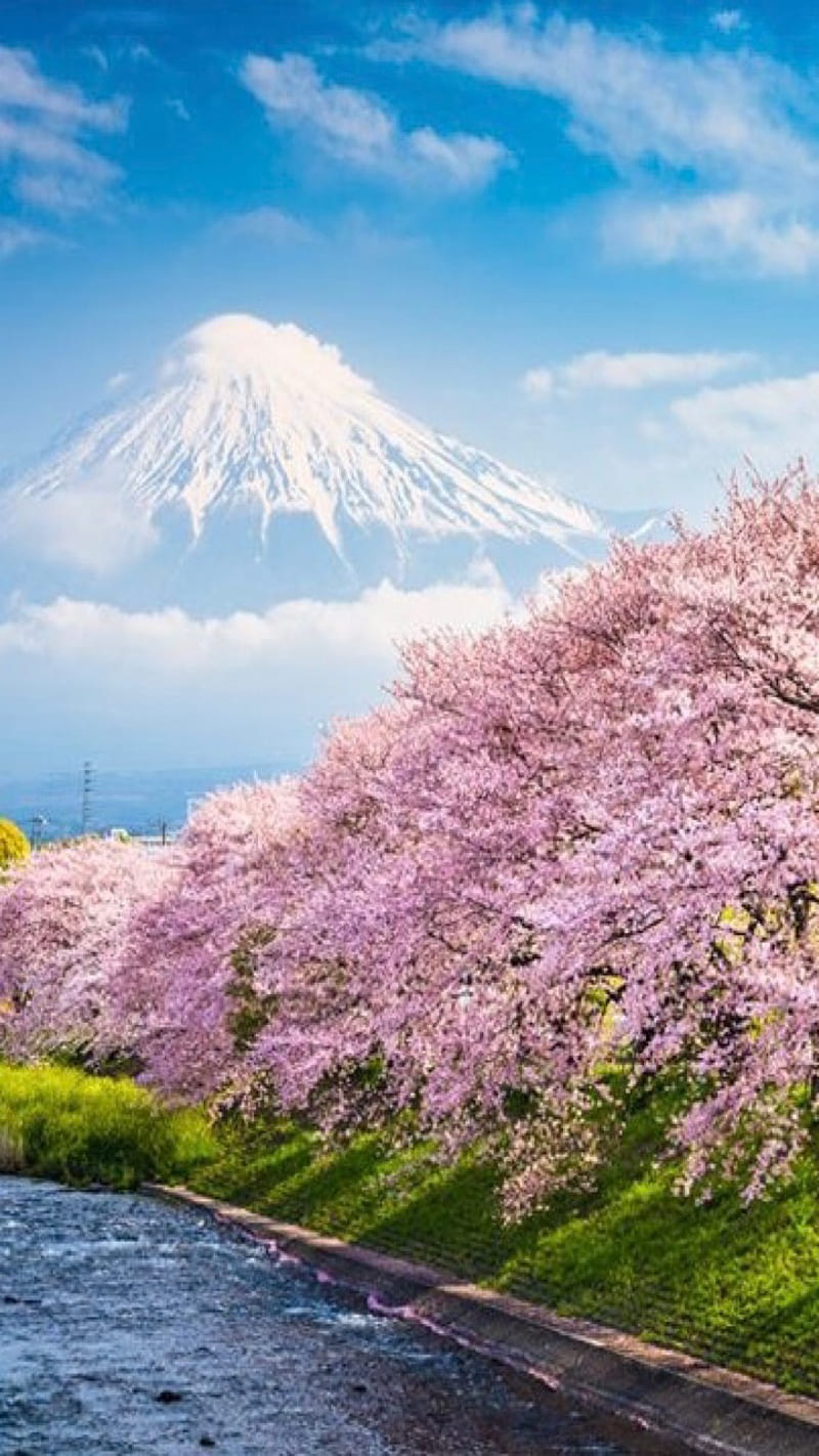Spring in japan, japan, spring, HD phone wallpaper