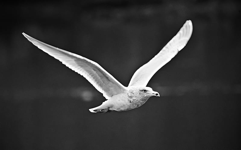 seagull flying black and white-birds, HD wallpaper