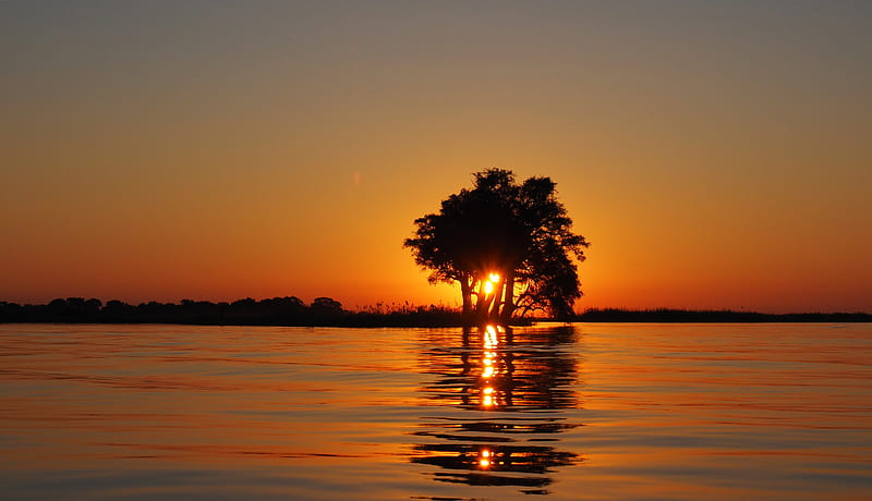 Calm Water Surface Overlooking Sun Setting on the Horizon Blocked by the Silhouette of Tree, HD wallpaper