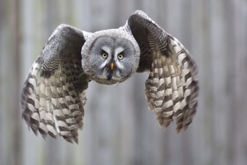 Great Grey Owl, Phantom of the North, Northern Hemisphere, worlds largest species of owl, HD wallpaper