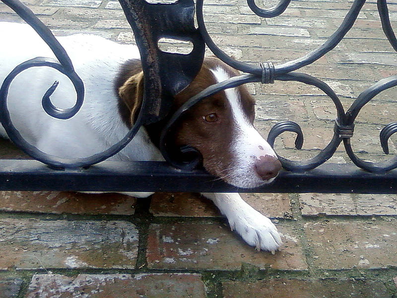 Sad dog, cute, balustrade, brown, white, animals, dogs, HD wallpaper