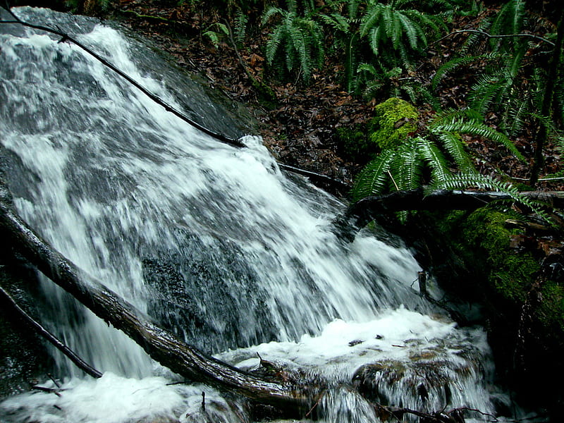 Chuckanut, stream, flowing, pacific northwest, waterfall, HD wallpaper