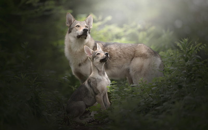 hunting dogs, forest, Czechoslovakia wolf dog, puppy, Czechoslovakia volchak, HD wallpaper