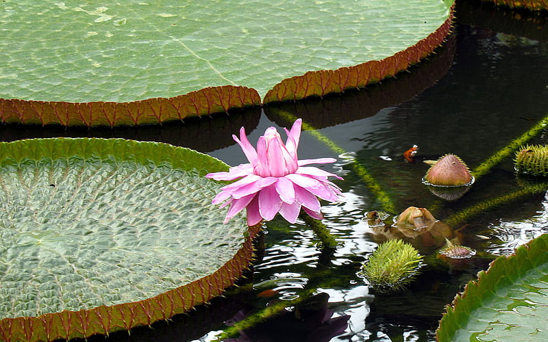Nymphaea (Water Lily), flowers, nymphaea, nature, water lily, HD wallpaper