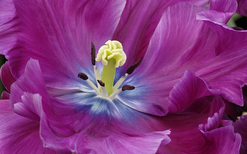 El funcionamiento de una flor, lila, de cerca, púrpura, pétalos, tulipán,  azul, Fondo de pantalla HD | Peakpx