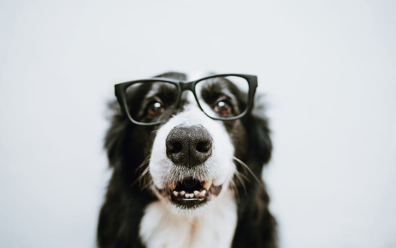 Border Collie, funny black dog, pets, dog with glasses, portrait, dogs, HD wallpaper