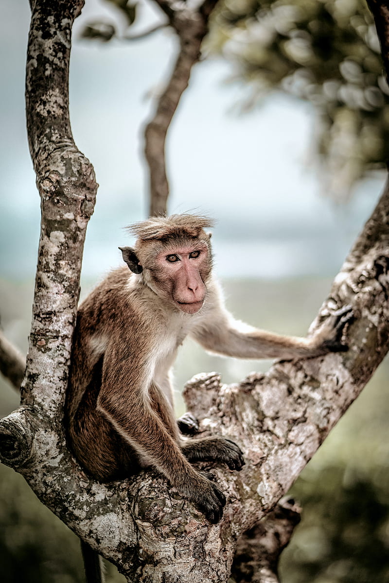 macaque, monkey, animal, tree, HD phone wallpaper