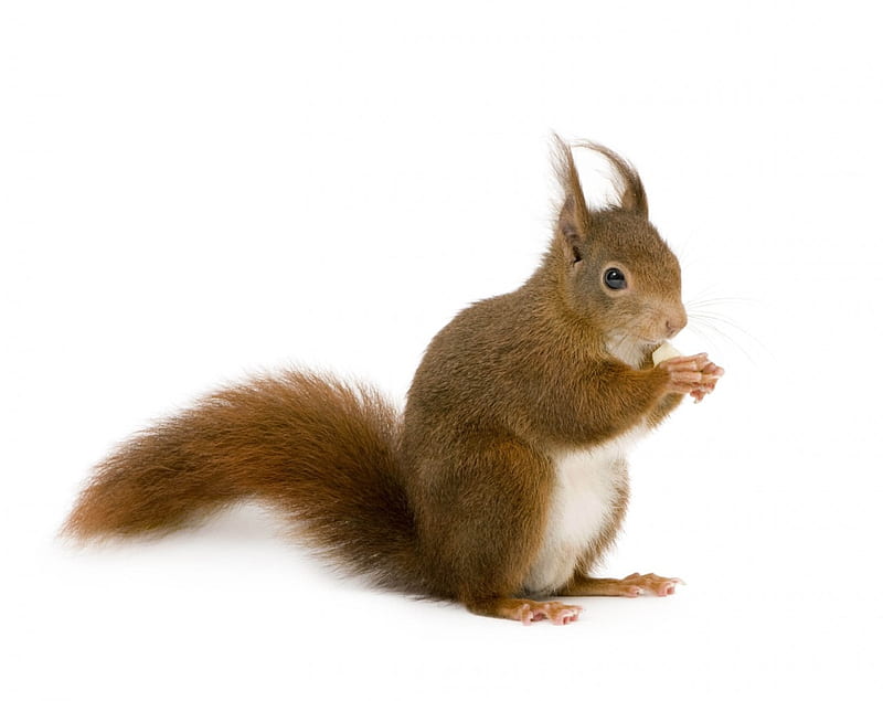 Squirrel, cute, veverita, white, animal, card, HD wallpaper