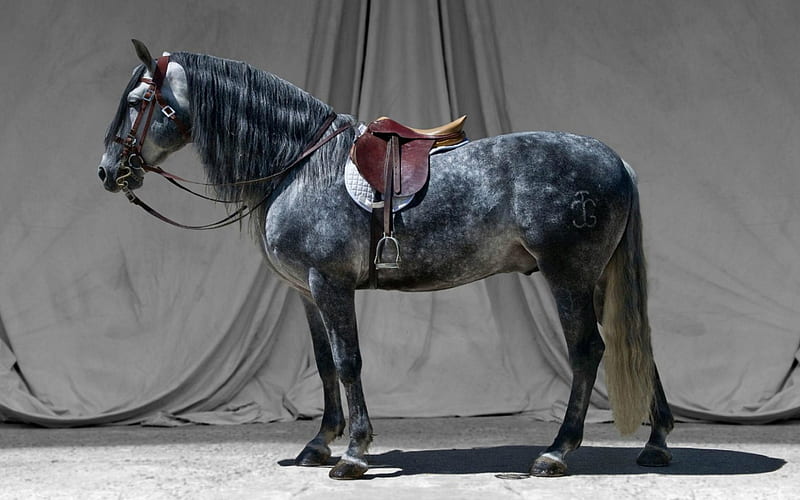 gray horse, art, war , horse, appaloosa, horses, animal, HD wallpaper