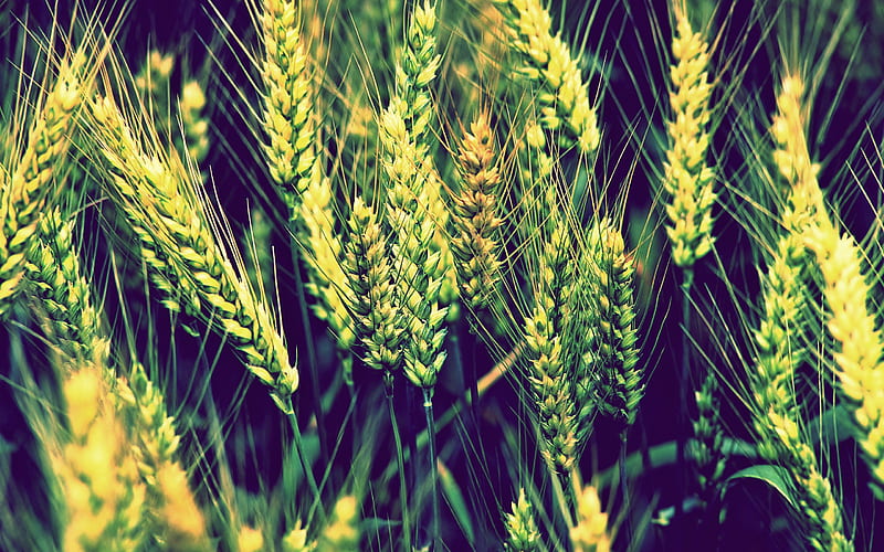 Wheat, nature, fields, plants, HD wallpaper