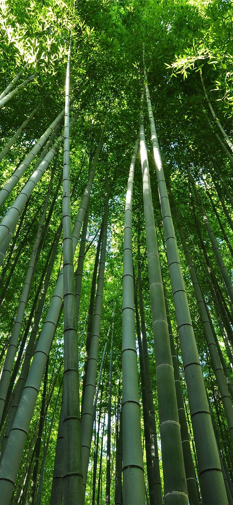 Sagano Bamboo Forest iPhone 11, Chinese Bamboo Forest, HD phone wallpaper