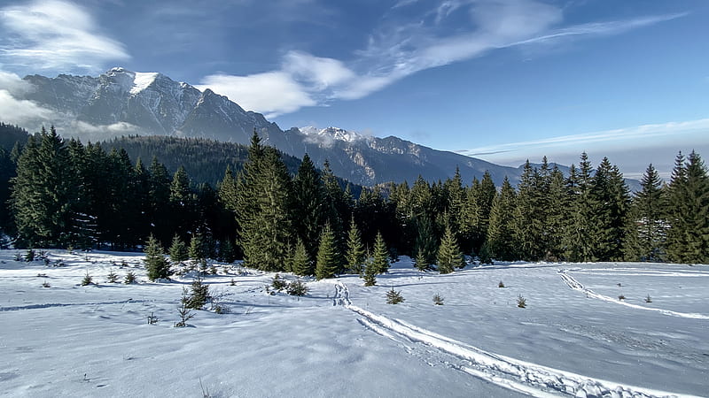 pine trees on snowfield during day, HD wallpaper