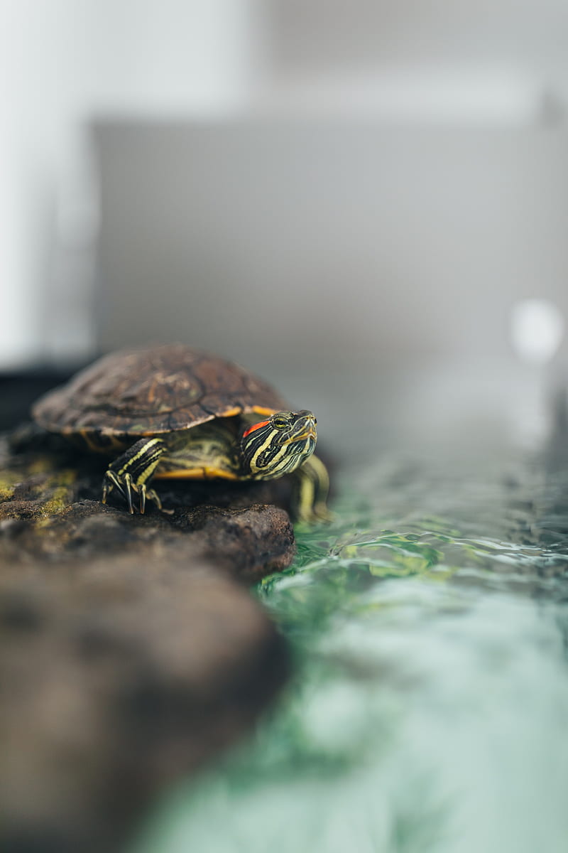 turtle, animal, water, shell, HD phone wallpaper