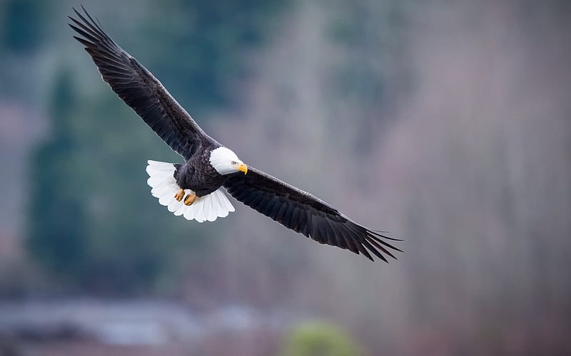 eagle, flying, predatory bird, bald eagle, USA, HD wallpaper