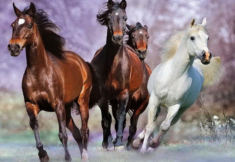 At full gallop, art, full, bonito, run, horses, bunch, running, nature, gallop, animals, HD wallpaper