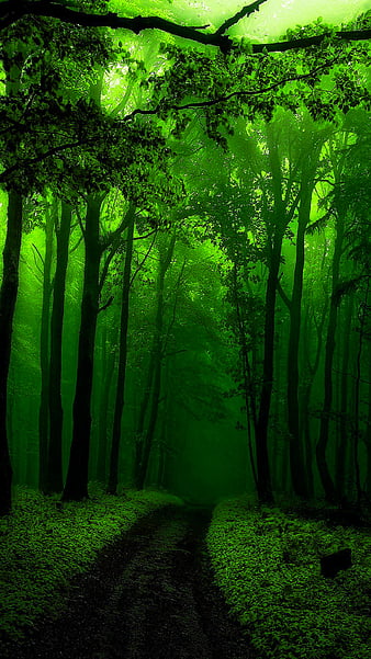 HD green trees wallpapers | Peakpx