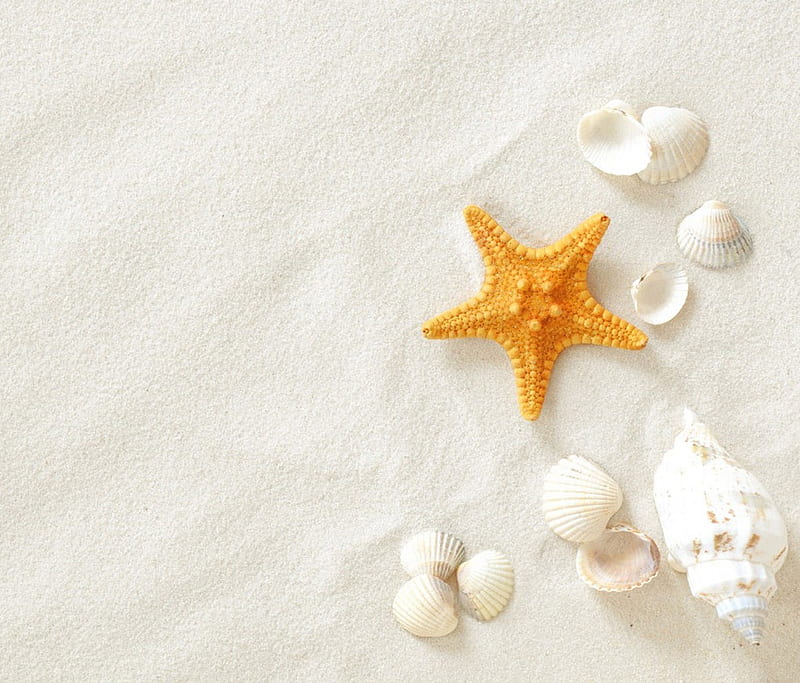 WHITE SANDY BEACH, beach, sandy, shells, white, starfish, HD wallpaper