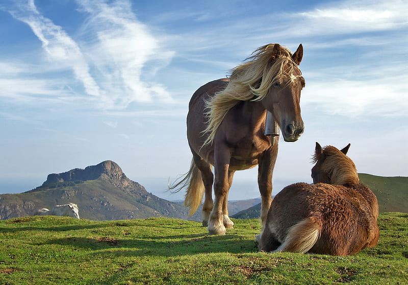 pairs, nature, horse, animals, HD wallpaper