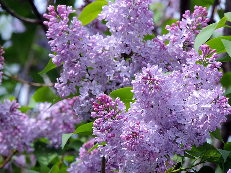 Fragrance Of Spring, graphy, Spring, Flowers, Nature, Lilacs, HD ...