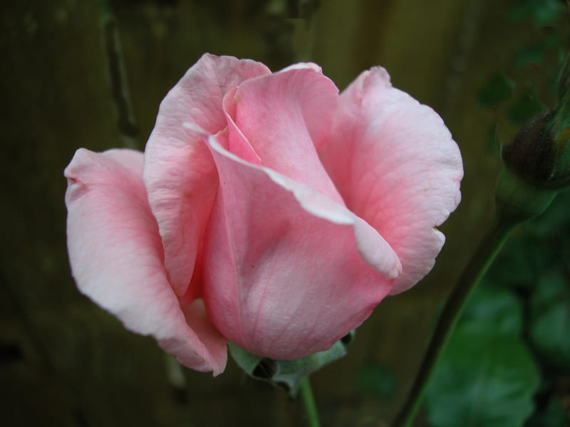Pink Rosebud, flower, rose, rosebud, pink, HD wallpaper