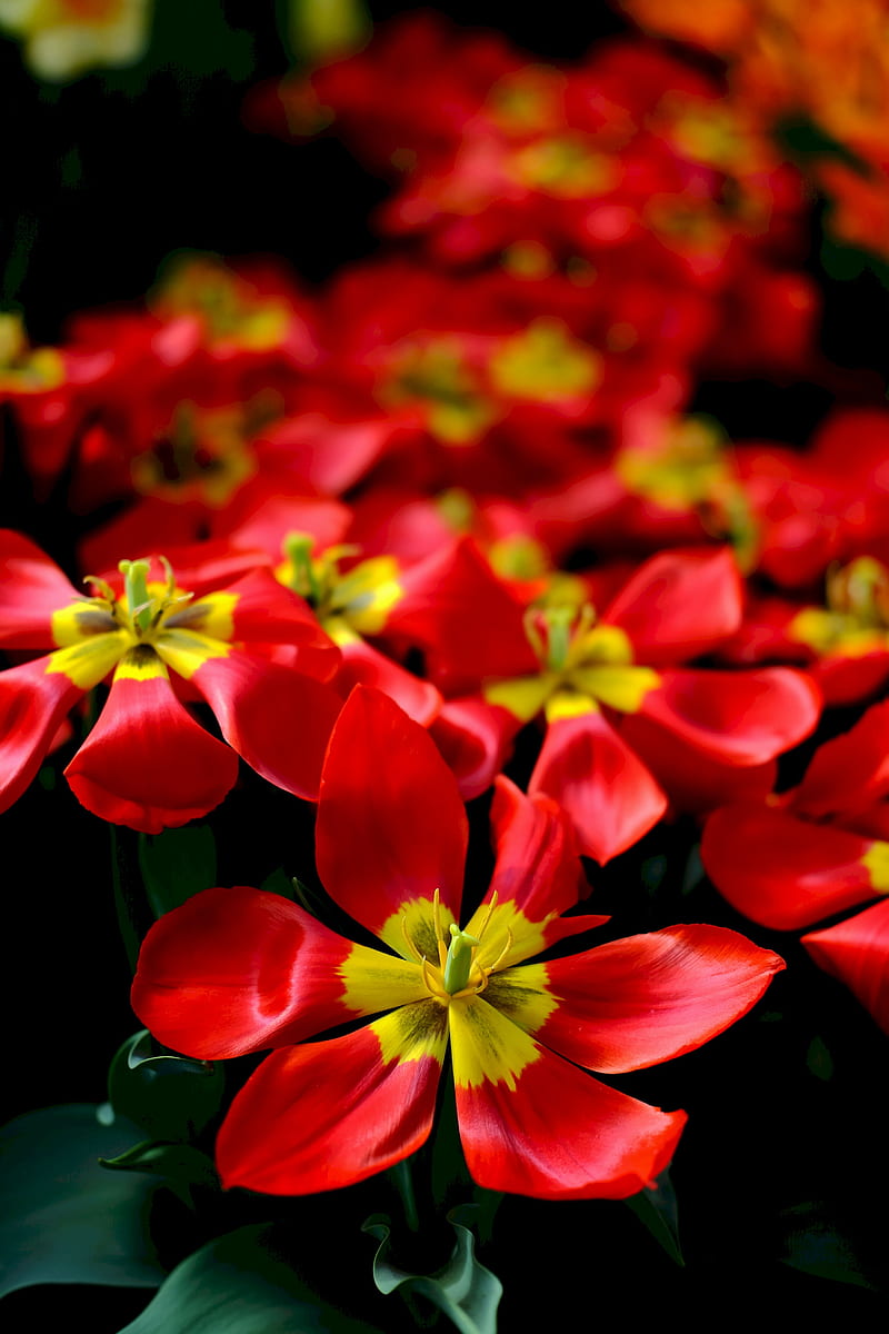 tulips, red, flower, petals, HD phone wallpaper