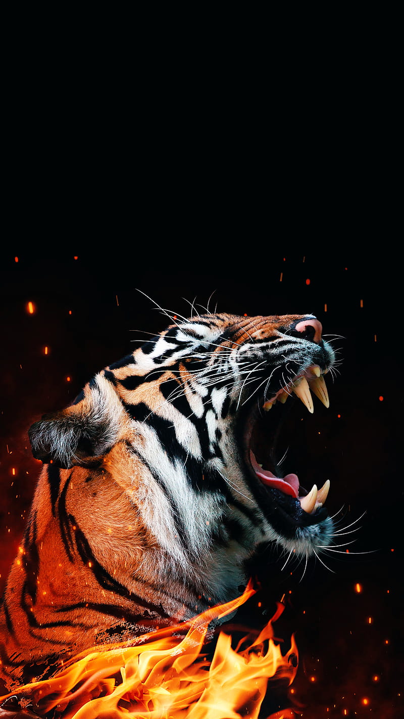 Tiger Vs. Lion | Lion wallpaper, Lion photography, Wild animal wallpaper