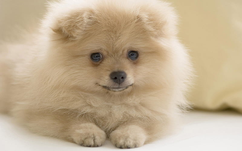 Pomeranian Spitz, puppy, cute animals, pets, close-up, dogs, Pomeranian, Spitz, HD wallpaper