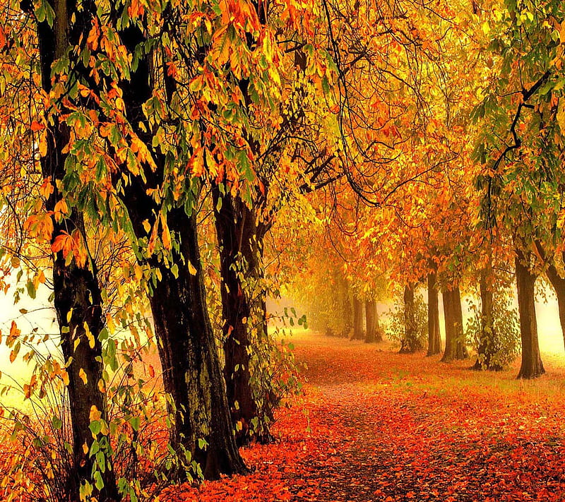 Nature autumn forest, bonito, cute, look, nice, HD wallpaper | Peakpx