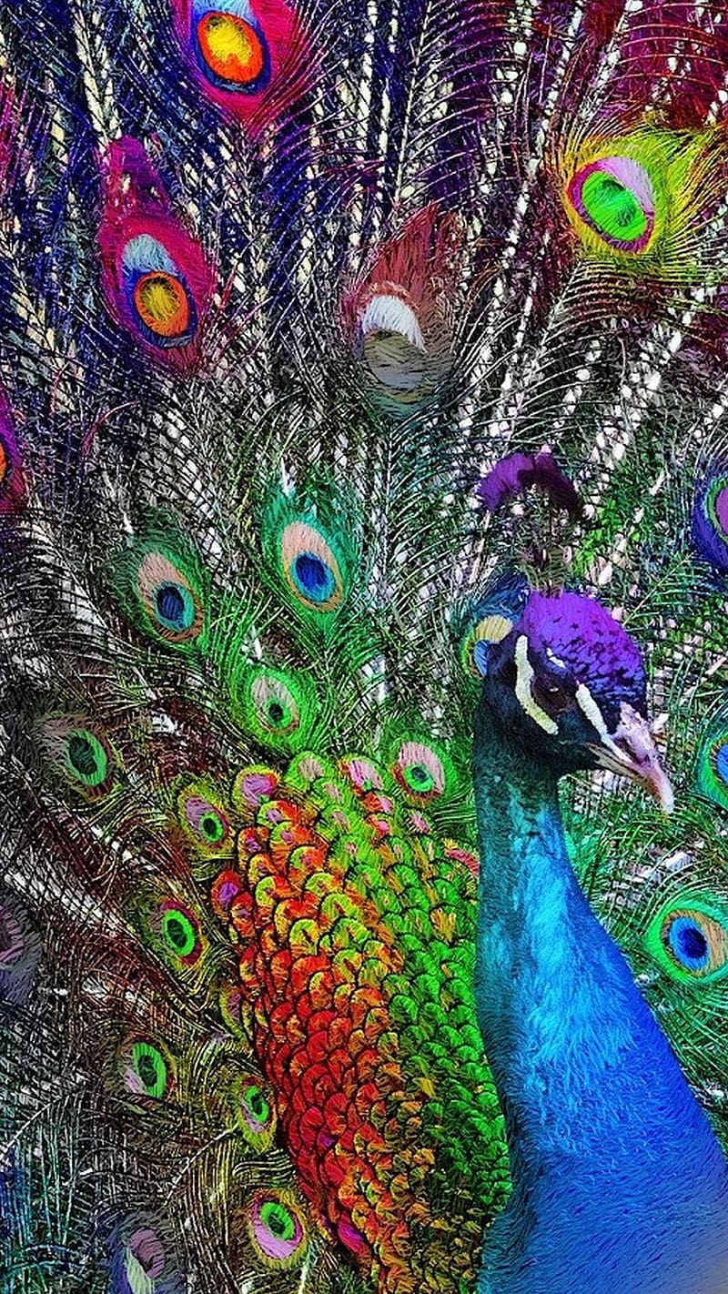 Peacock Feather Live, Colorful, national bird, HD phone wallpaper