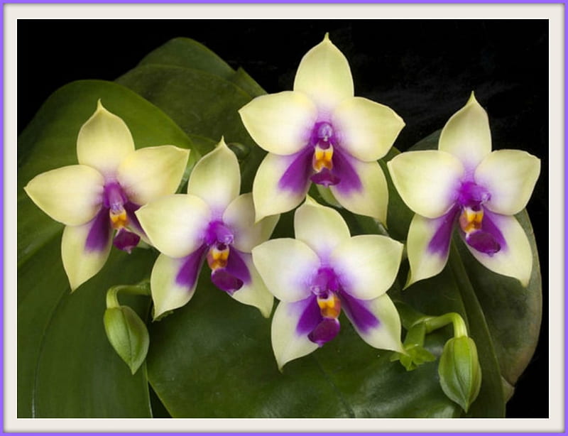 MOTH ORCHIDS, NATURE, PRETTY, FLOWERS, HD wallpaper