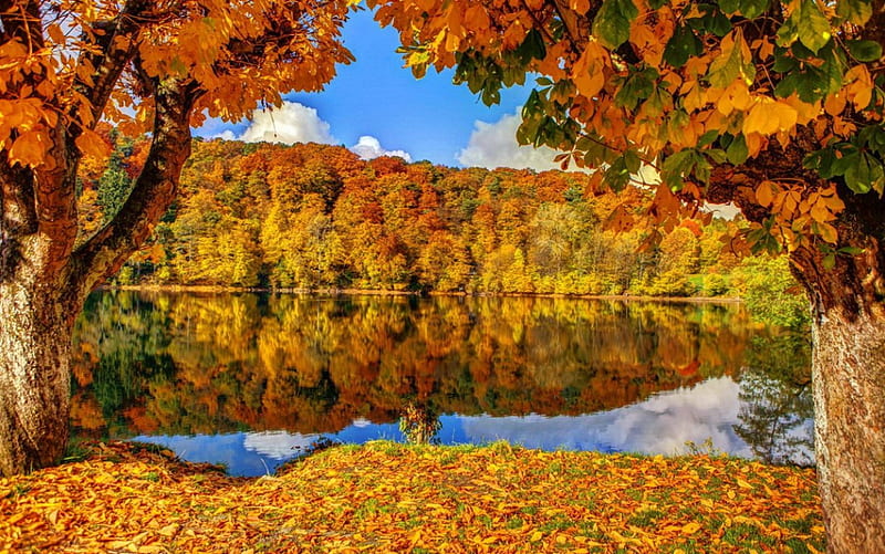 Autumn forest by the lake, forest, fall, shore, quiet, calmness, lovely ...
