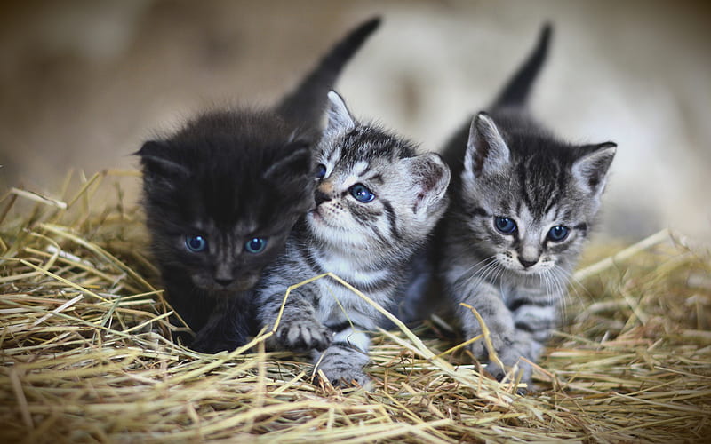 American Shorthair with blue eyes