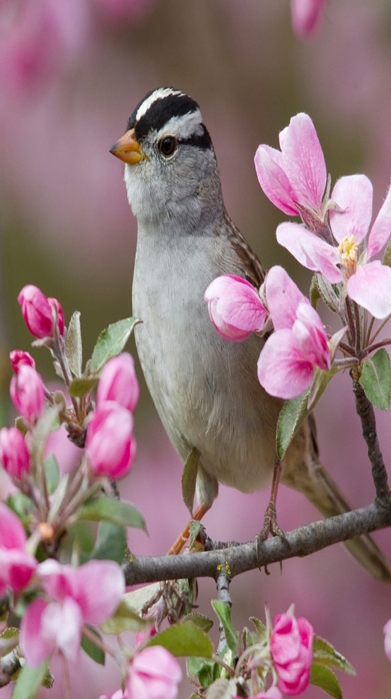 Sparrow Bird, branch, flowers, HD phone wallpaper