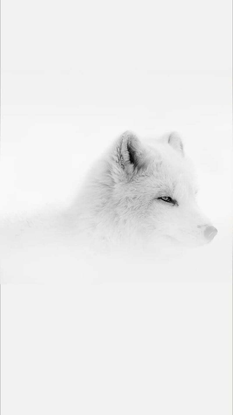 White fox, arctic, snow, HD phone wallpaper