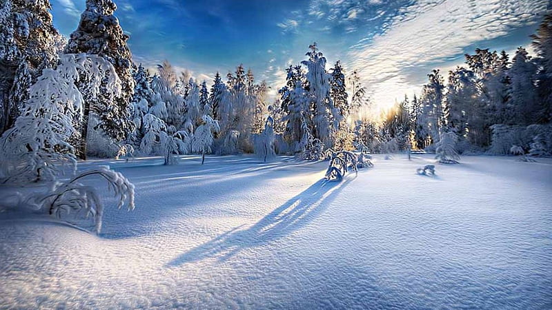 Untouched Nature, snow, sunlight, shadows, trees, sky, landscape, HD wallpaper