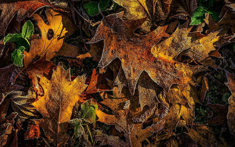Oak leaves, hoarfrost, leaf texture, Autumn, oak, autumn backgrounds, autumn leaves, yellow leaves, background with leaves, HD wallpaper